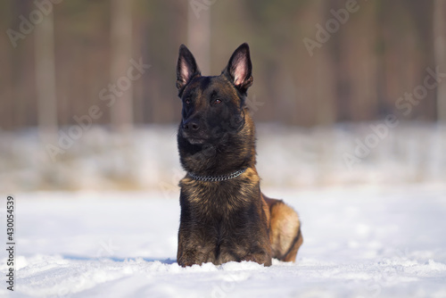 Serious Belgian Shepherd dog Malinois with a chain collar lying down on a snow in winter © Eudyptula