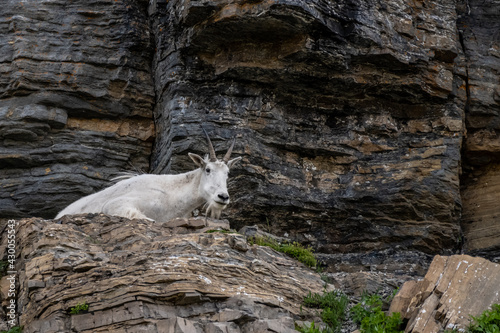 Mountain Goat Peeks Over Rock Edge