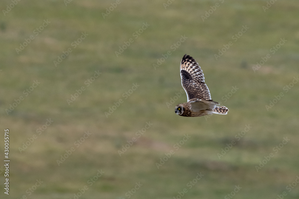 Obraz premium Owl Flies Across Field with Copy Space