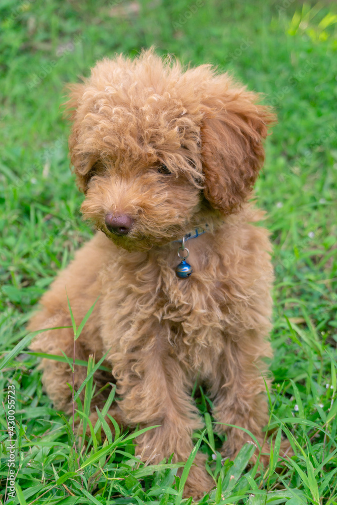 Cute puppy Toy Poodle sit at green garden Cute puppy Toy Poodle sit at green garden