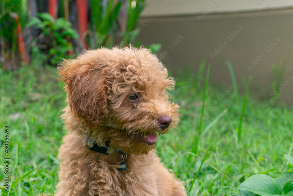 Cute puppy Toy Poodle sit at green garden Cute puppy Toy Poodle sit at green garden