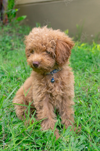 Cute puppy Toy Poodle sit at green garden