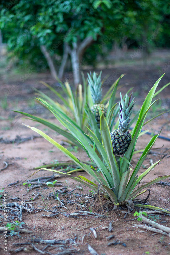Obraz premium Abacaxi plantado em uma fazenda