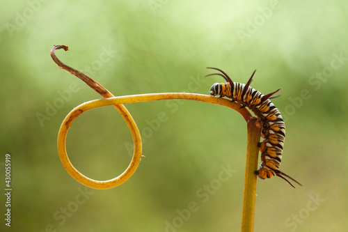Beautiful Caterpillar on Fern © abdul gapur dayak