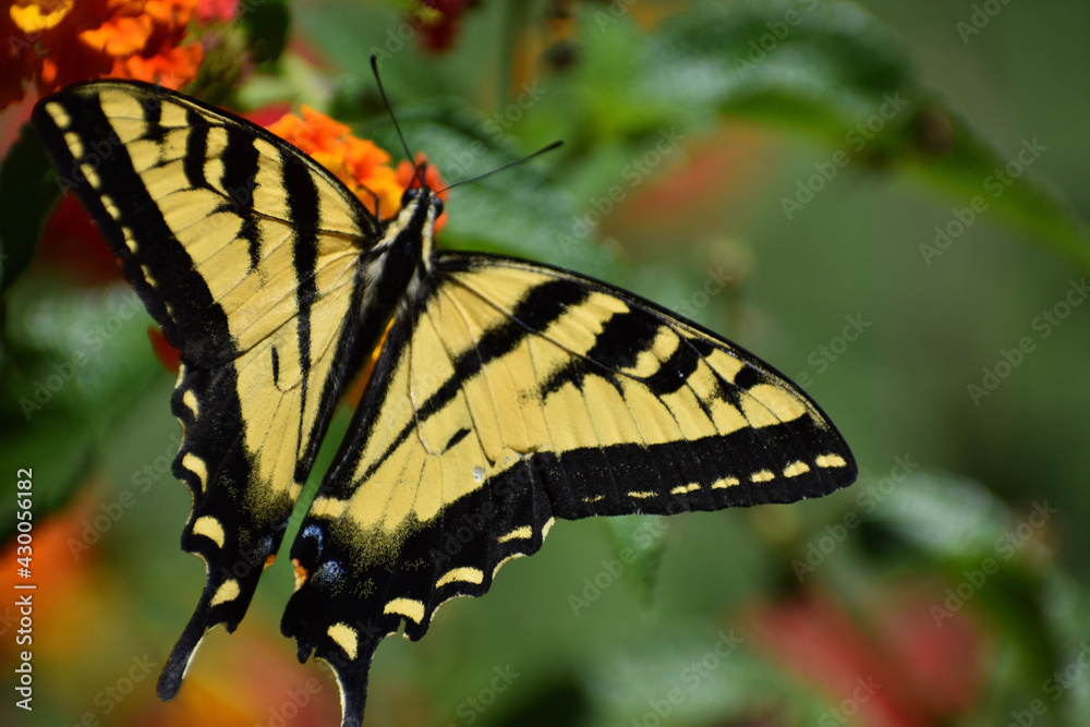 Fototapeta premium butterfly on leaf