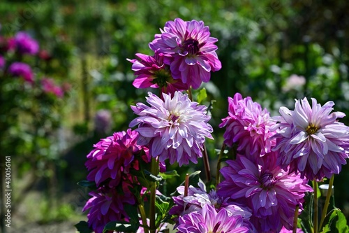 満開の紫色のダリアの花
