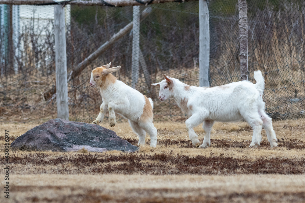 Two small baby domestic goats playing on a small rock within a fenced in pen. The young animals have a red color head with horns and a white body. The kids have long floppy white and red color ears. Two small baby domestic goats playing on a small rock within a fenced in pen. The young animals have a red color head with horns and a white body. The kids have long floppy white and red color ears.