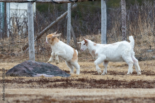 Two small baby domestic goats playing on a small rock within a fenced in pen. The young animals have a red color head with horns and a white body. The kids have long floppy white and red color ears. 