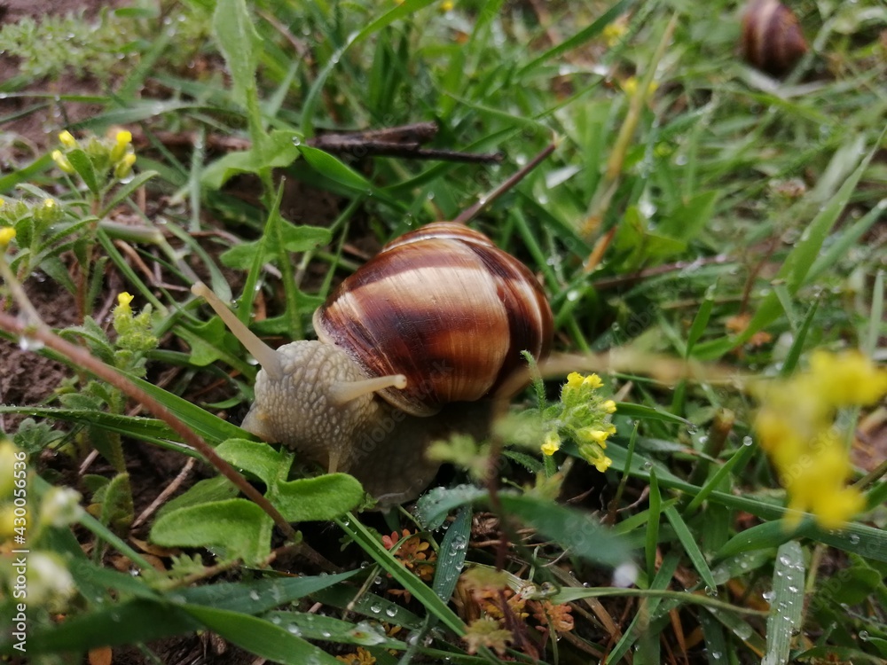 snail