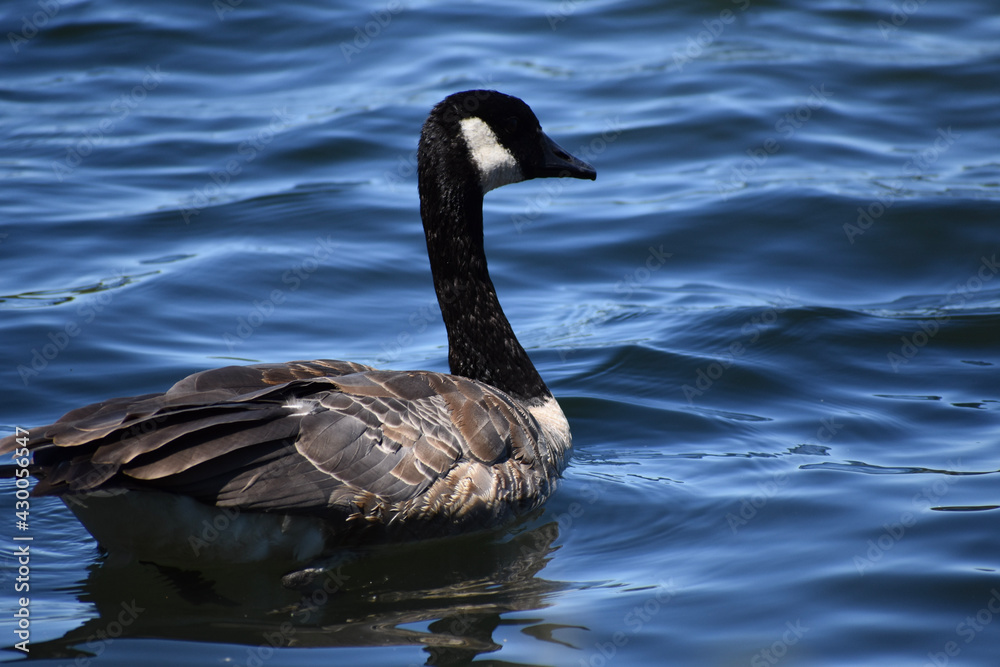 Fototapeta premium country goose swimming