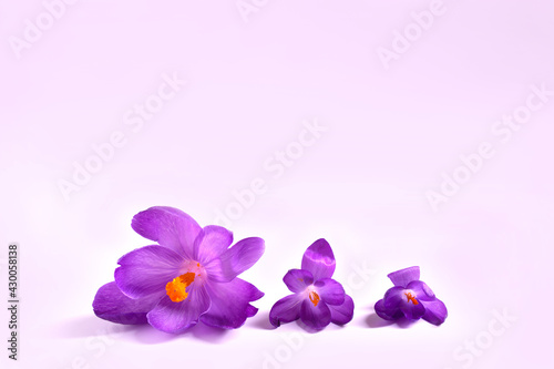 crocus on light purple background. Fresh spring flowers. © Olga