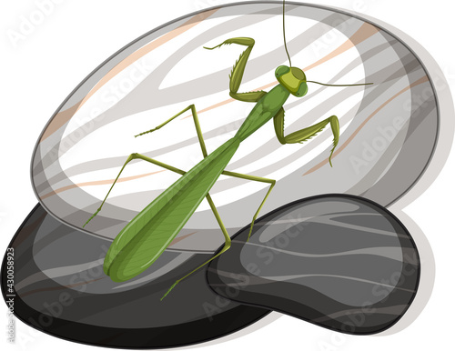 Top view of mantis on a stone on white background