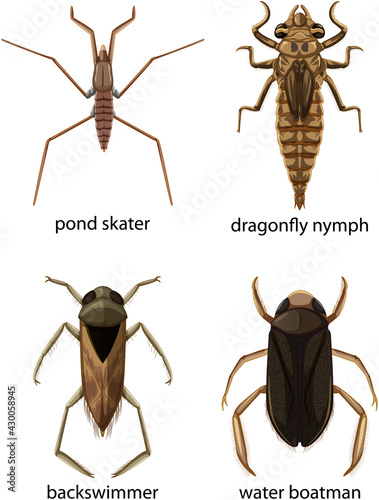 Set of different types of bugs and beetles with name