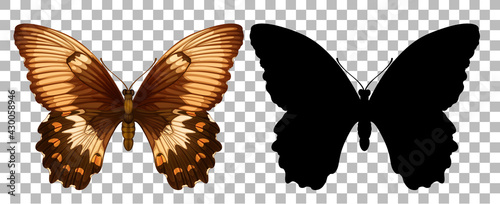 Butterfly and its silhouette on transparent background