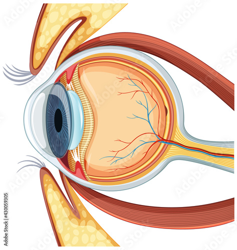 Diagram of human eyeball anatomy