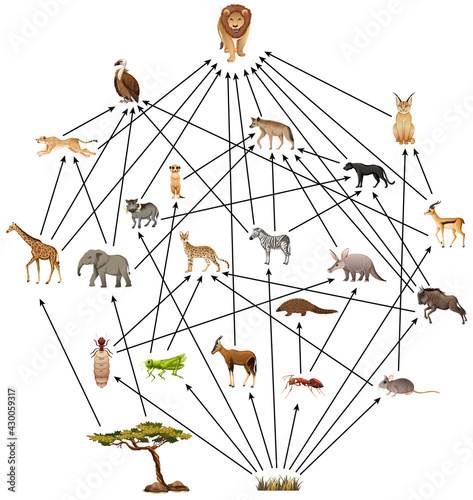 African animal food web on white background