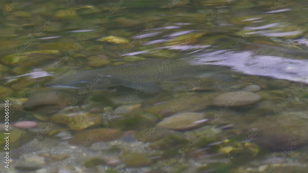 Chinook Salmon Closeup Face Behind Water Riffle in Butte Creek in Northern California Chinook Salmon Closeup Face Behind Water Riffle in Butte Creek in Northern California