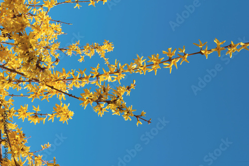 The flowers are Yellow forsythia. Spring flowers. yellow flowers blooming in the spring