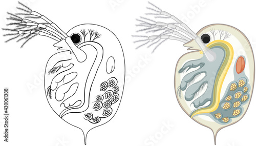 Daphnia in colour and doodle on white background