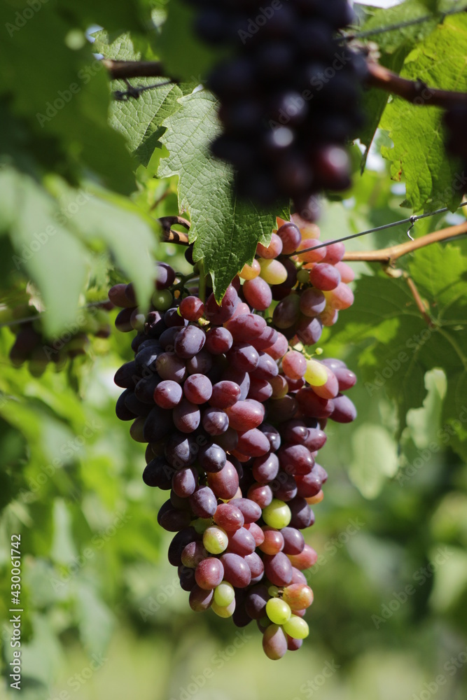 grapes on vine