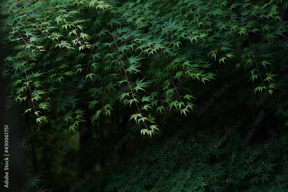 green maple leaves in the forest green maple leaves in the forest