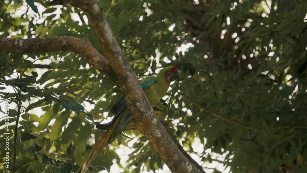 Beautiful and colorful parrot perched on tree branch. Low angle slow motion