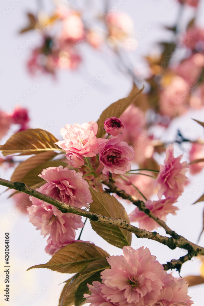 Obraz premium Beautiful Kanzan cherry blossoms in the spring; Pink cherry flowers with sky above