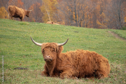 Highland cow