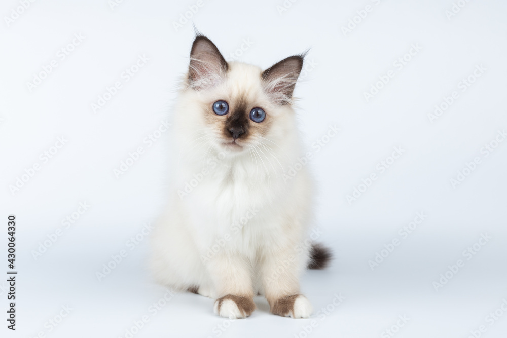 Sacred Birman kitten on a light background, birma Sacred Birman kitten on a light background, birma