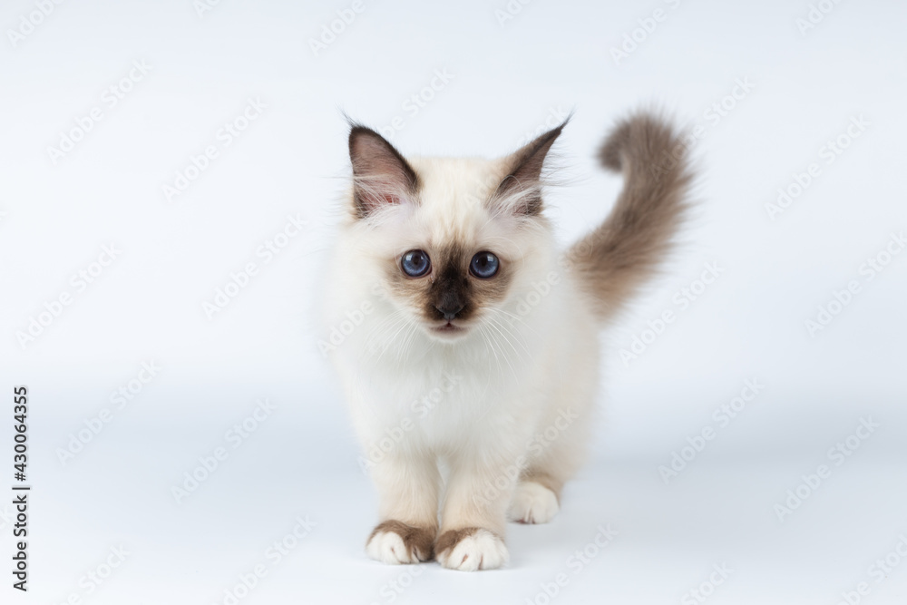 Sacred Birman kitten on a light background, birma