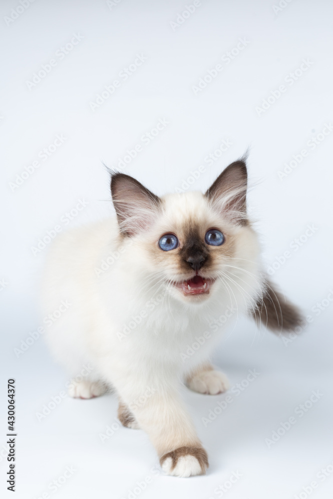Sacred Birman kitten on a light background, birma Sacred Birman kitten on a light background, birma