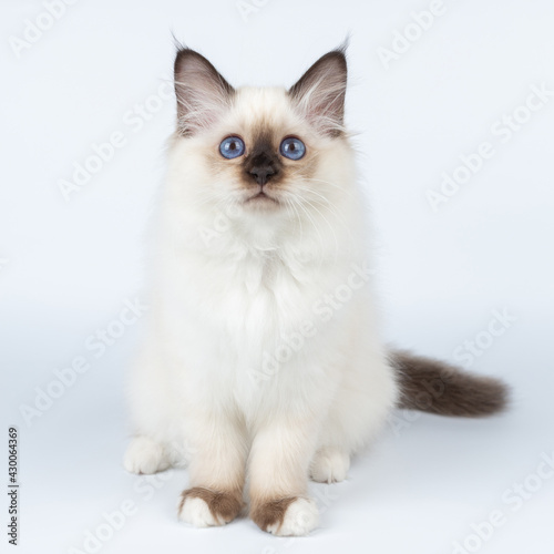 Sacred Birman kitten on a light background, birma