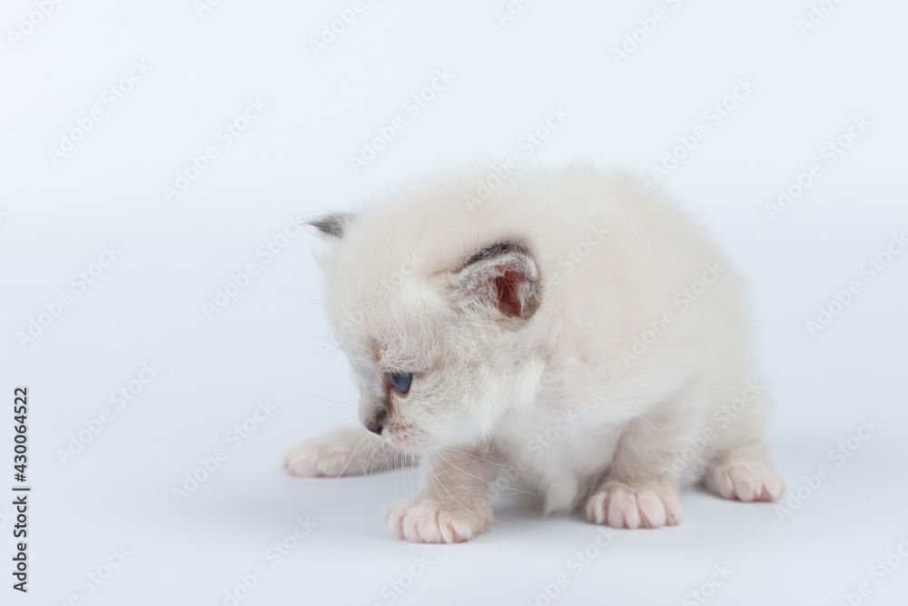 Sacred Birman kitten on a light background, birma Sacred Birman kitten on a light background, birma