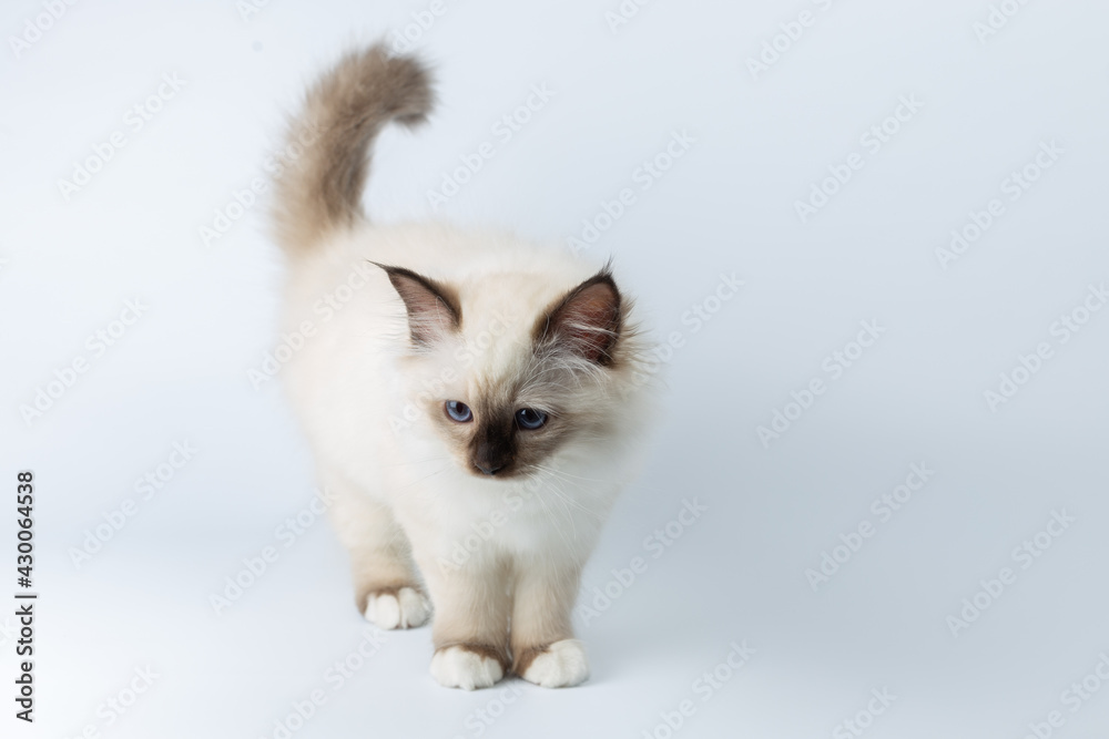 Sacred Birman kitten on a light background, birma