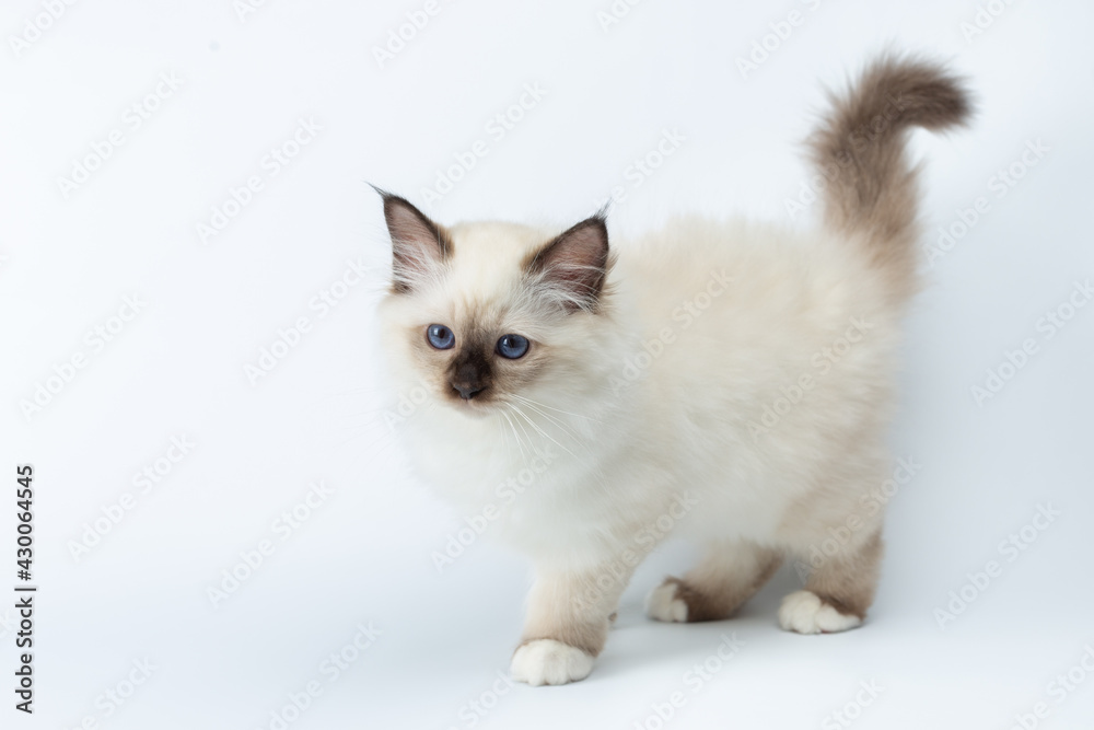 Sacred Birman kitten on a light background, birma