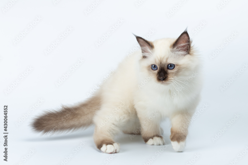 Sacred Birman kitten on a light background, birma