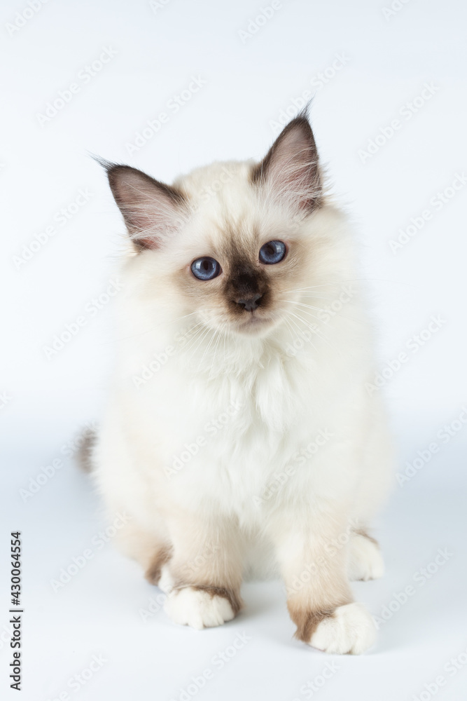 Sacred Birman kitten on a light background, birma