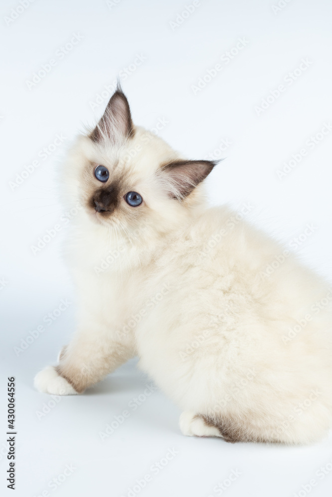Sacred Birman kitten on a light background, birma Sacred Birman kitten on a light background, birma