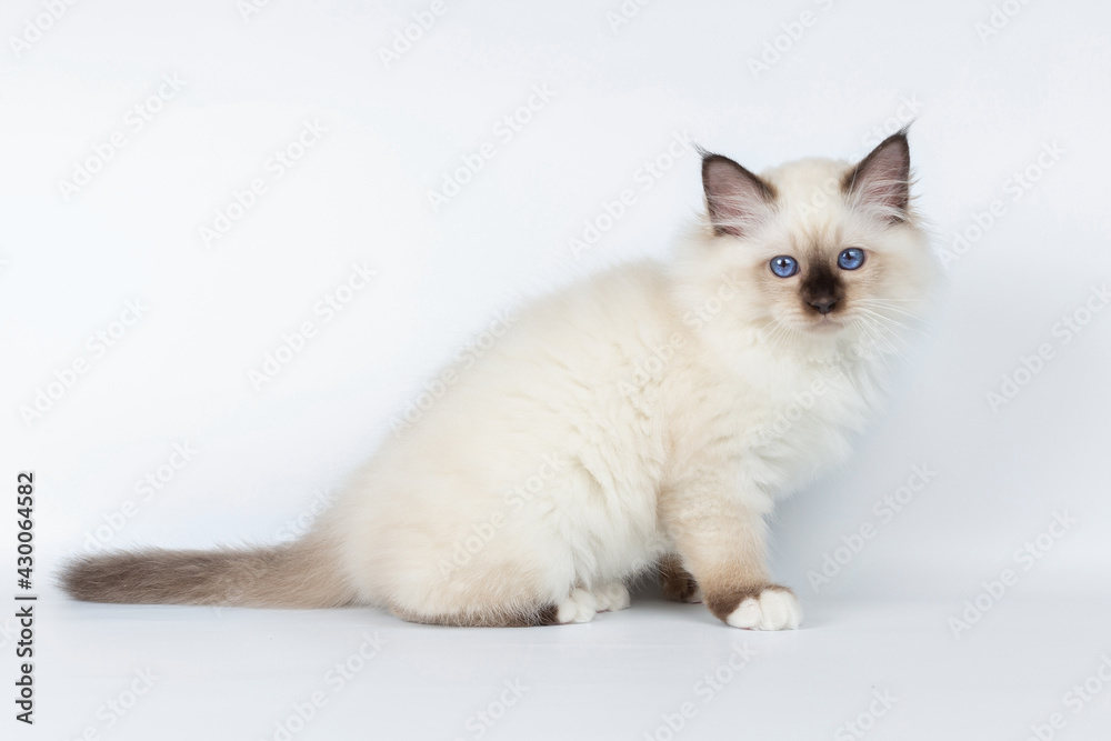 Sacred Birman kitten on a light background, birma Sacred Birman kitten on a light background, birma