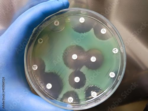 pseudomonas aeruginosa for susceptibility testing drug on mueller hinton agar plate in experiments microbiology hospital on white background. photo