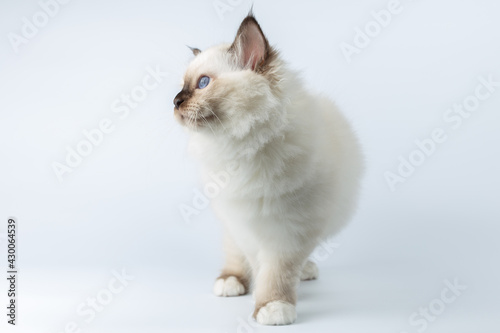 Sacred Birman kitten on a light background, birma