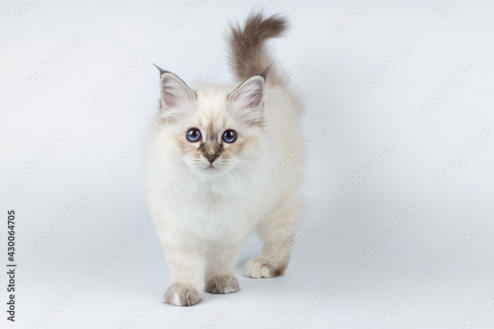 Fototapeta premium Sacred Birman kitten on a light background, birma