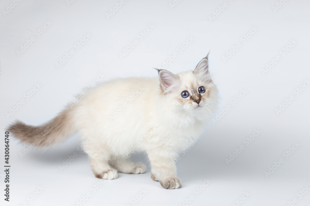 Sacred Birman kitten on a light background, birma Sacred Birman kitten on a light background, birma