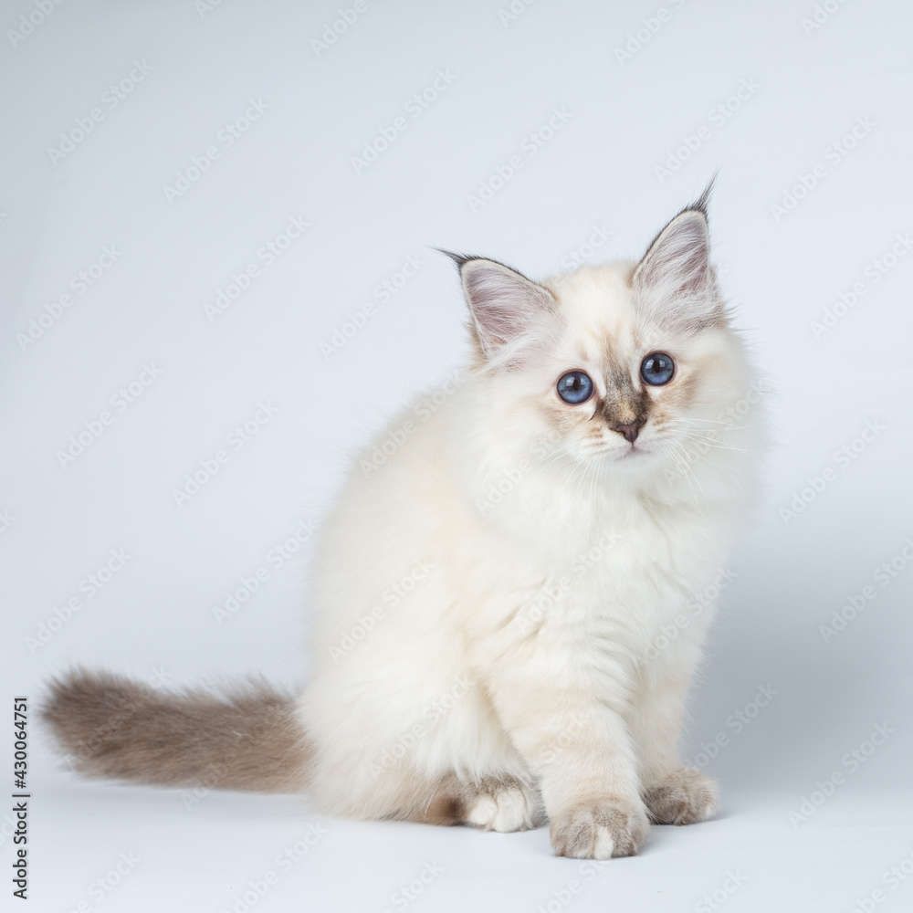 Sacred Birman kitten on a light background, birma Sacred Birman kitten on a light background, birma