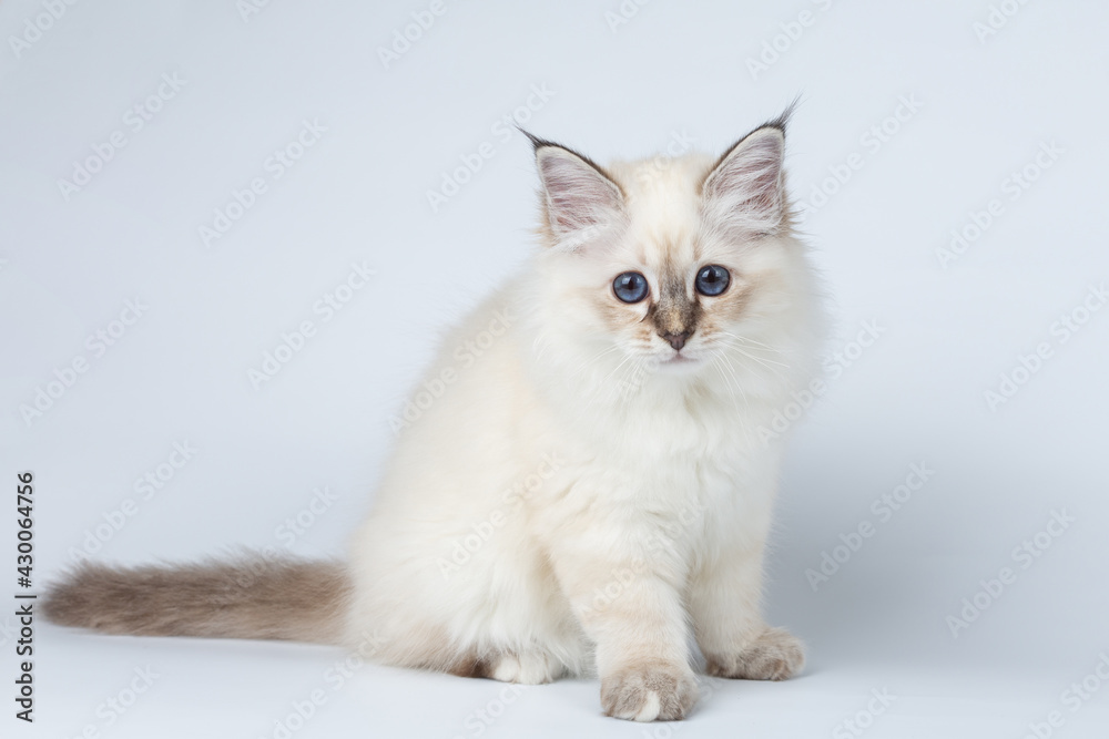 Sacred Birman kitten on a light background, birma