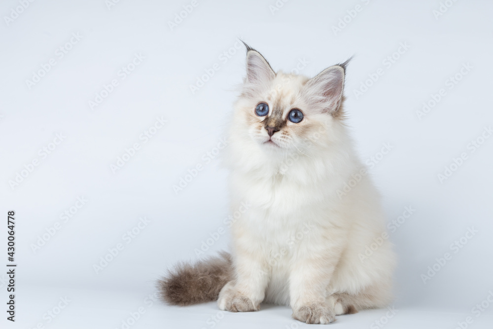 Sacred Birman kitten on a light background, birma Sacred Birman kitten on a light background, birma