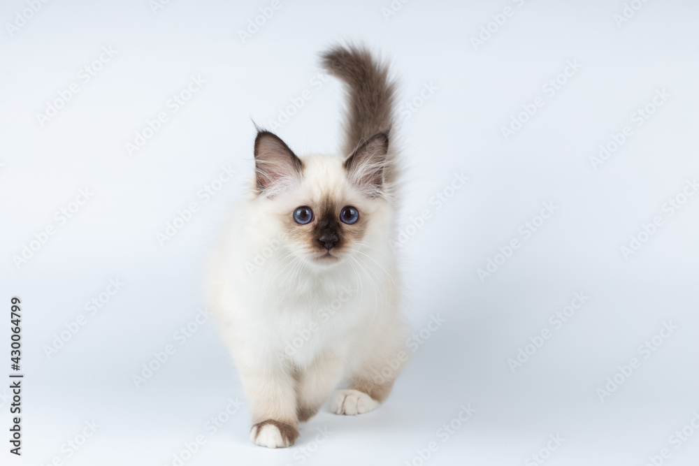 Sacred Birman kitten on a light background, birma Sacred Birman kitten on a light background, birma