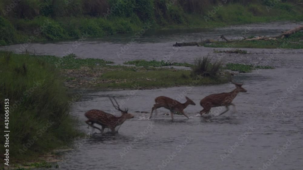 A herd of spotted deer running and jumping off a bank into a river in the early morning.