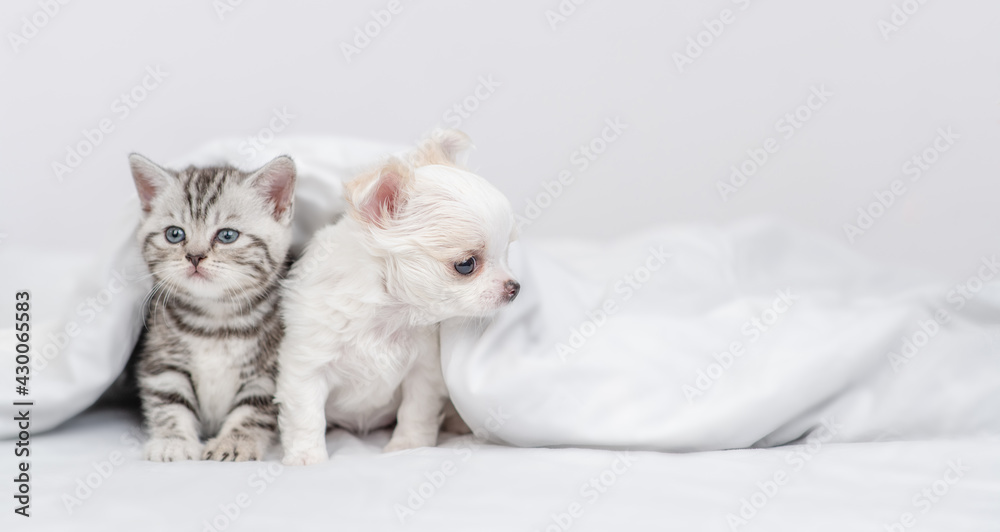 Chihuahua puppy and tabby kitten sit together under white warm blanket on a bed at home. Empty space for text Chihuahua puppy and tabby kitten sit together under white warm blanket on a bed at home. Empty space for text