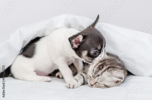 Chihuahua puppy kisses kittens ear under white warm blanket on a bed at home